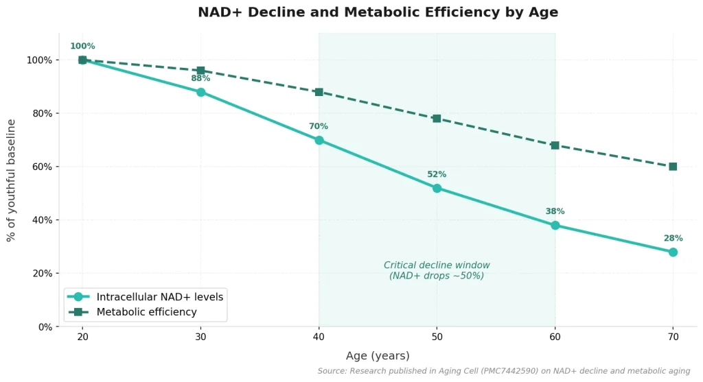 Perfect B - Blog - Biohacking Body Contouring Weight Loss - NAD+ decline and metabolic efficiency chart by age