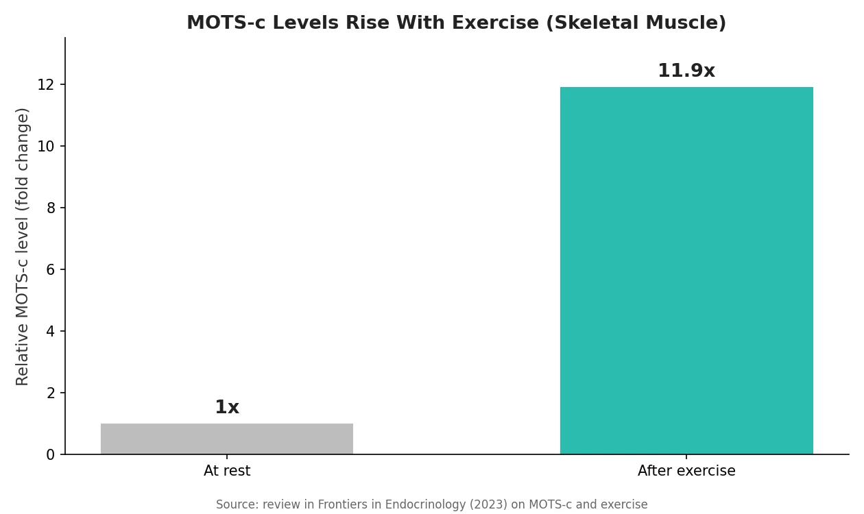 Perfect B - Blog - MOTS-c in Miami - Chart showing MOTS-c levels rise with exercise