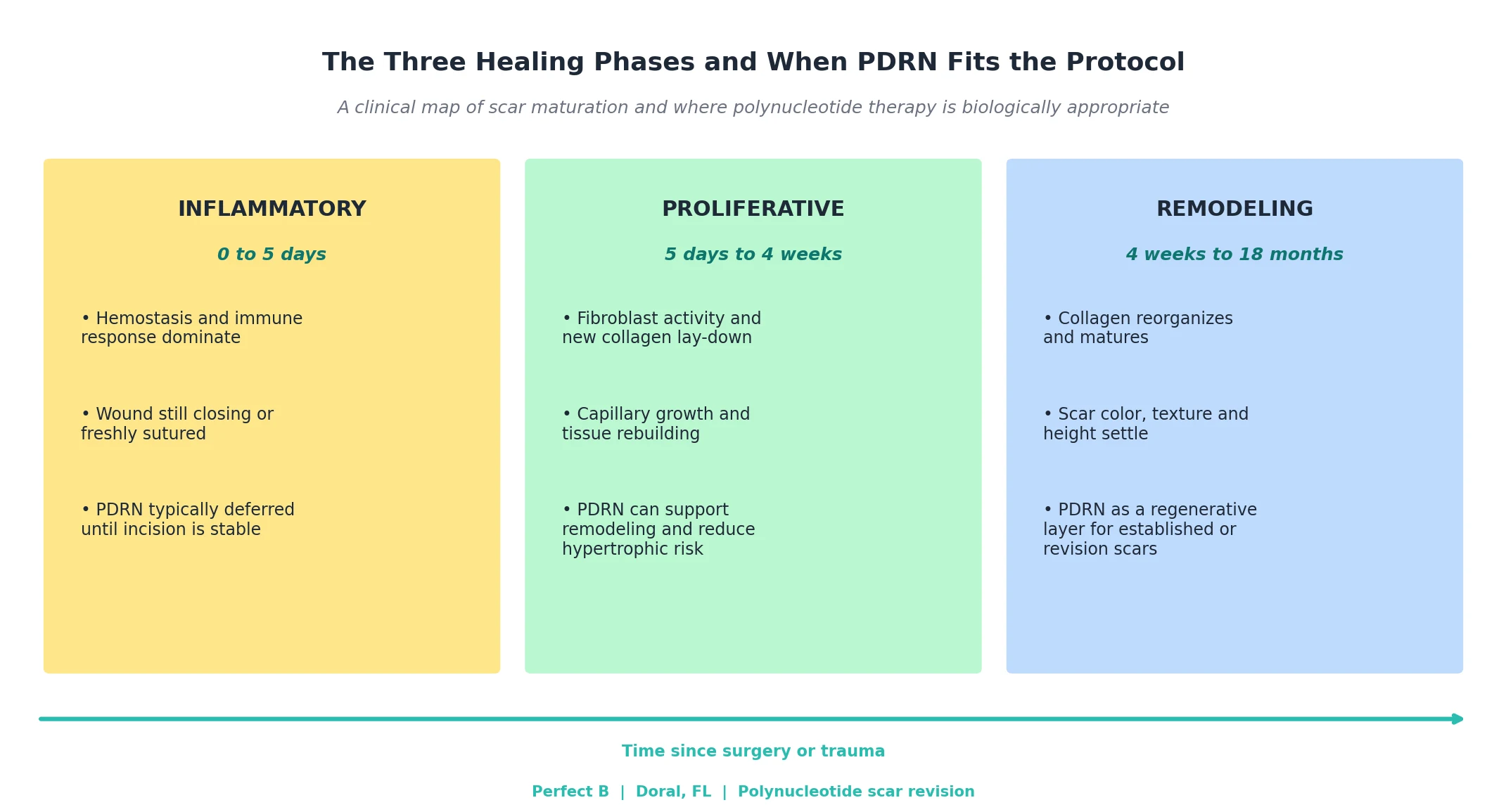 Perfect B - Blog - PDRN for Surgical Scars - Three healing phases timeline